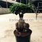 Natural palnts ficus bonsai trees for sale for export