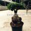 natural tree ficus ginseng