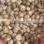 FRESH BETEL NUT ( export.vilaconic(at)gmail.com