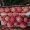 Cold storage fresh apple/low price