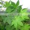 GMP Certified Manufacturer Supply Natural Sweet Tea Extract