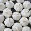 Wholesale  Normal White Garlic in Great Price