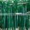 middle early maturity non-edible seeds green Chinese vegetable seeds