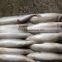 Frozen Pacific Mackerel New Fish Pacific Mackerel Good Quality