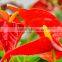 Preserved Fresh Flower exporter anthurium sri lanka to workmates