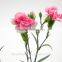 factory directly sale fresh flower carnation Fresh Cut Flowers Processing Type