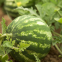 Round Rose Round Shape Red and Crisp Flesh Watermelon Seeds