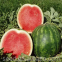 Chinese Crimson Sweet Hybrid Watermelon Seed