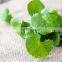 Asiatica leaf/wholesale centella asiatica from Vietnam