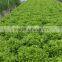Agricultural machinery, temperature sensor and drip irrigation for greenhouse