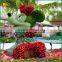 garden decoration evergreen artificial cartoon topiary animals grass animal                        
                                                Quality Choice