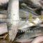 New Fishing Frozen IQF 60-70g Pacific Mackerel in 2016