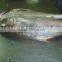 whole round Bigeye Trevally frozen fish
