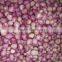 2016 New Crop IQF Frozen Shallot Dices