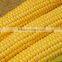 Yellow Corn Available....