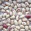 Round Shape light speckled kidney beans Crop 2015 ,Factory