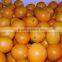 New Fresh Navel orange Price with Good Quality
