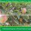 Chinese Red Apple/Red star apple