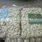 Peeled Garlic Export to Australia