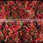 HOT SPICY RED CHILI EXPORTER