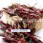dry american red chili
