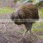 new zealand souvenir Hansa Kiwi Plush Toy