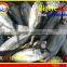 FROZEN BIGEYE SCAD WHOLE ROUND