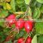 pure rosehip oil with lowest price