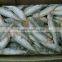 Frozen Small Size Sardine for Canning
