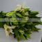 Love theme Siberia white fresh cut lilies flower