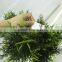 winter decoration green fake artificial big tree