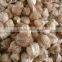 SEMI HUSKED COCONUT _ QQ : 2290755420