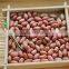 Groundnut Peanut Kernels
