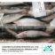 Frozen sardines for tuna bait