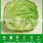 LT05 mary extremely early maturity iceberg lettuce seeds