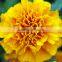 USD 0.15- USD 0.3 Fresh carnation natural sweet smell carnation flower supply