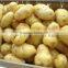 TW-1500A potato cleaning peeling machine