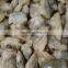Dandong Taihua Cooked Baby Clam Without Shell for Export