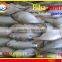FROZEN HILSA SARDINE