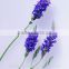 lavender flowers spice sachet bags