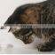 Electric Pet Toy Cat Interactive Teasing Cat Entertaining Educational Toy Pet Supplies