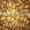 Small Size Fresh Potato