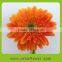 Wide varieties chrysanthemum flower on market