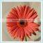 Wholesale Multicolored Chrysanthemum Fresh Cut Flowers For Decoration