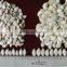 Crop 2015 Pumpkin Snow White Seeds,11cm 13cm 13mm 14cm                        
                                                Quality Choice