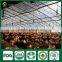 Fresh Dried Shiitake Mushroom Growing Shiitake Mushroom Log Spawn for Mushroom Farm