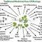 Moringa / Moringa Oleifera / Drumstick Tree / Horse Radish Tree - Agarharvest