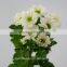 Festival Christmas Wedding Flowers Chrysanthemum Vietnam With 10 Stems/Bundle Flower Small Chrysanthemum With 0.5kg/Bundle Chrys