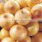 Fresh yellow onion for hot sale