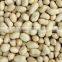 Chinese blanched peanut kernels in round shape for sale